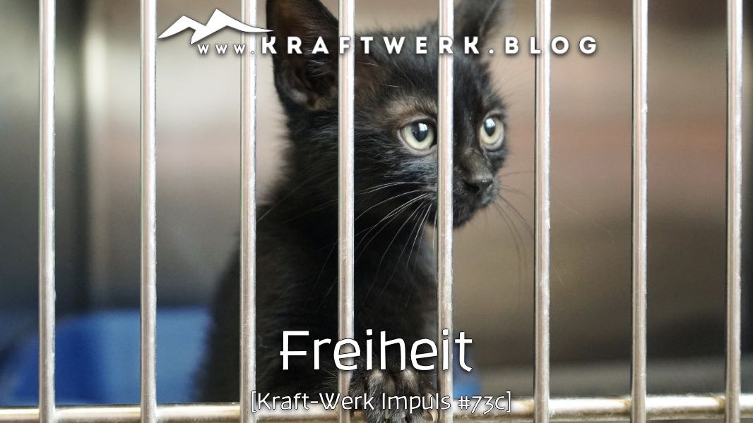Traurig drein blickende kleine Katze in einem Käfig hinter Gittern. Titelbild zu dem Post „Das Geschenk der Freiheit“ - veröffentlicht auf dem www.kraftwerk.blog